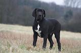 DOGUE ALLEMAND 713